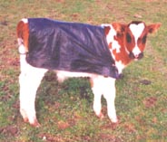 Farm_-_Calf_Cover.jpg